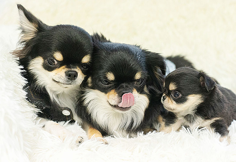 子犬との過ごし方(散歩)