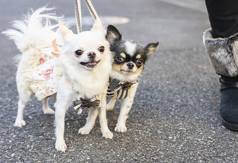 子犬との過ごし方(スキンシップ)